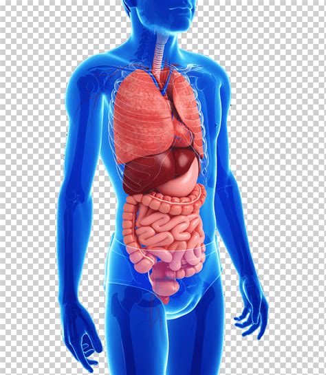 Ilustración de órganos humanos anatomía del tracto gastrointestinal