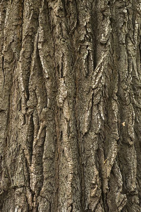 Cottonwood Tree Bark Close Up Photograph By Donald Erickson Fine Art