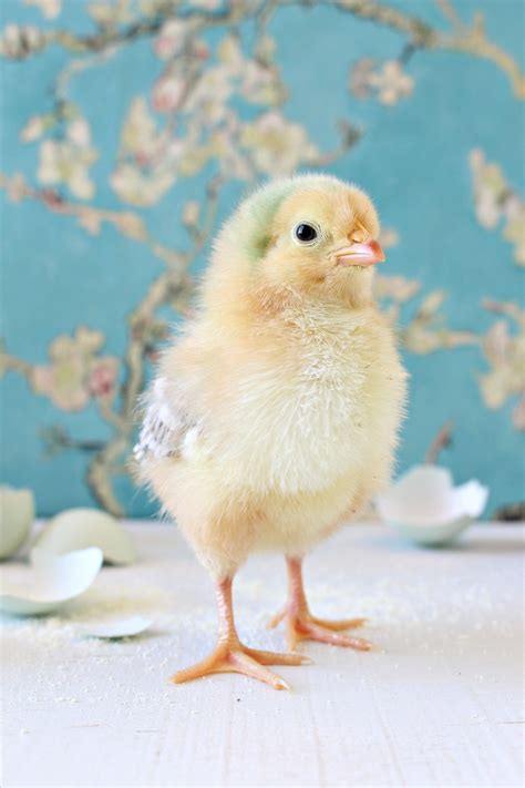 Cute Baby Chicks Wallpapers Wallpaper Cave