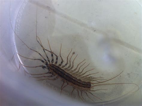 Maybe you would like to learn more about one of these? Süßer Gartenbewohner entdeckt! Wer weiß was? (Tiere, Garten)