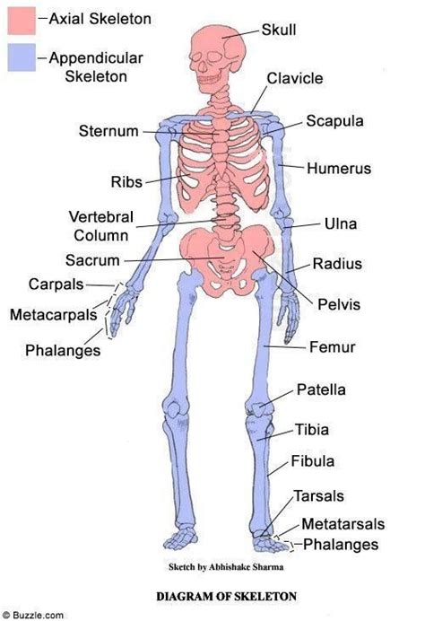 It provides a basic framework in. What is the function of an appendicular skeleton? - Quora