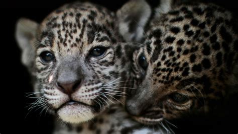 Newborn Jaguar Cubs Are A Hit At A Mexican Zoo Cgtn