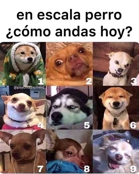 En Escala Perro C Mo Andas Hoy Memes