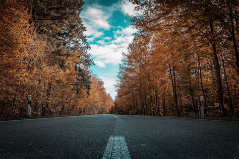 1920x1080 Alone Road Forest Autumn Golden Trees Ultra 4k
