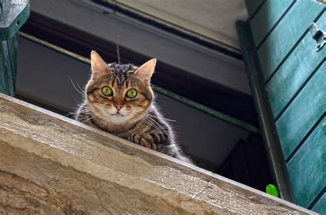 무료 이미지 창문 전망 착한 애 고양이 새끼 창틀 동물 상 셔터 눈 구레나룻 아디다스 척골가 있는 표현