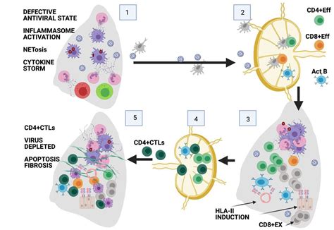 Expansion Of Cytotoxic Cd4 T Cells In The Lungs In Severe Covid 19