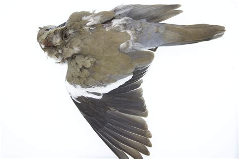 Illinois First White Winged Dove Specimen Field Museum