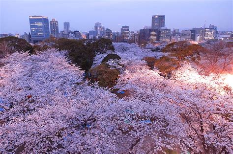 13 Of The Most Stunning Japanese Cherry Blossom Photos