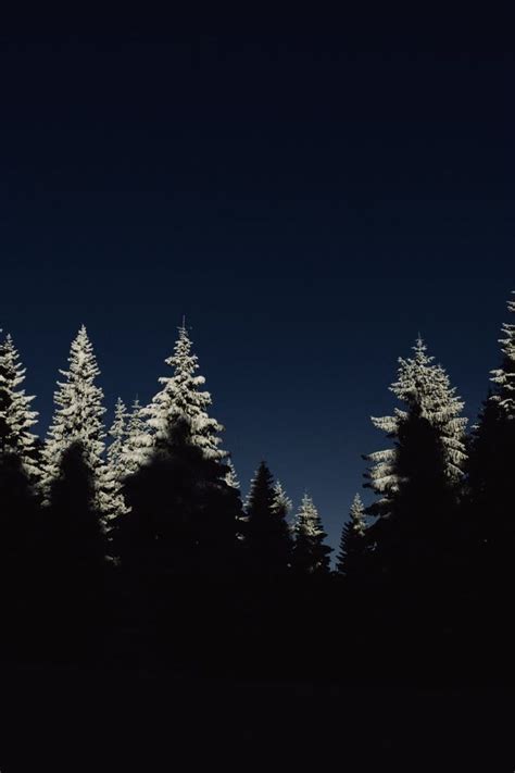 Pine Trees Covered By Snow During Night Time Iphone Wallpaper Winter