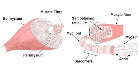 Cardiac, skeletal and smooth muscles are the three types of muscles found in the human body. Skeletal Muscle Structure