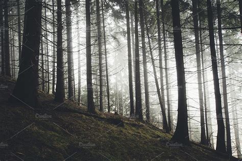 Pine Tree Forest With Fog High Quality Nature Stock Photos ~ Creative
