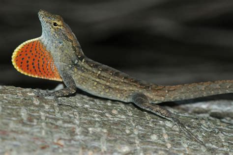 Holy Anole How The Diversity Of One Lizard Species Is Impacted By