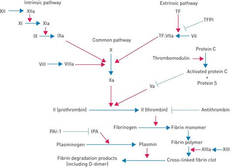 Coagulation And Fibrinolysis Pathway