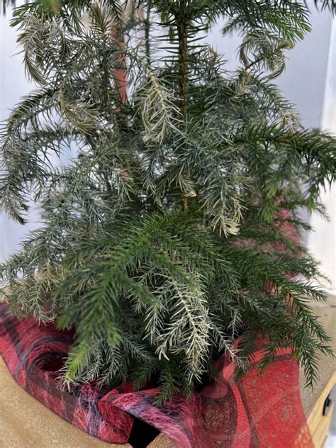 Why Is My Norfolk Pine Drying Out Turning Brown Keep Your Plants Alive