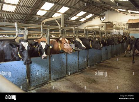 Dairy Farming Cows Being Milked In 1632 Rapid Exit Milking Parlour Frome Somerset England