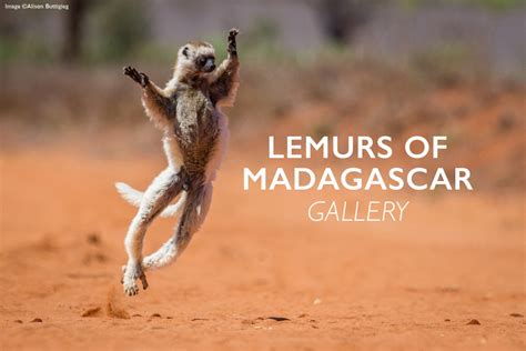 Lemurs Of Madagascar Photo Gallery Africa Geographic