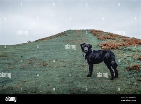 Romanian Raven Shepherd Dog Looking Over His Shoulder At The Top Of A