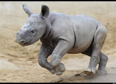 Baby Rhino Baby Rhino Animals Animal Pictures