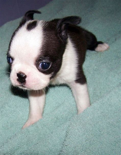 Ballpark bulldogs is a responsible and ethical breeder that is devoted to the betterment and education about the breed and purebred dog ownership. Teacup French Bulldog For Sale In Texas | Top Dog Information