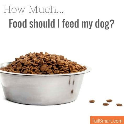So keep it in mind to read the instructions written on the label. How much food should I feed my dog?