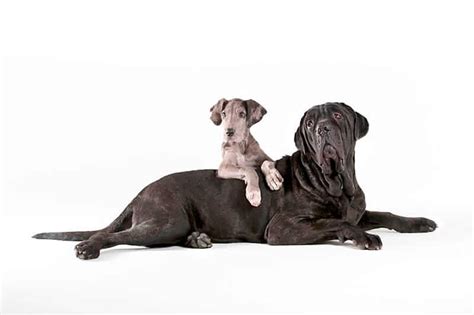 21 Things You Probably Dont Know About Great Danes