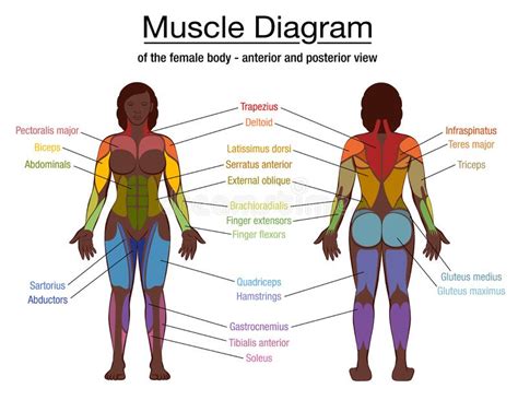 Muscle Diagram Black Woman Female Body Names Stock Vector
