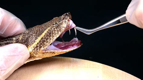 Whats Inside A Venomous Snake Dissection Of The Dead Venomous Snake