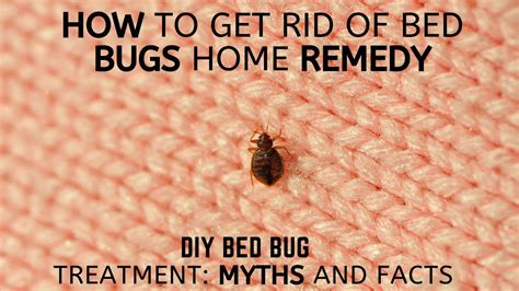How To Get Rid Of Bed Bugs Home Remedy Diy Bed Bug Treatment Myths