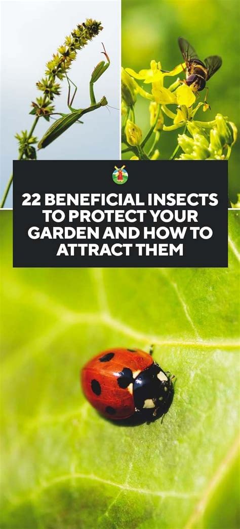 22 Beneficial Insects To Protect Your Garden And How To Attract Them