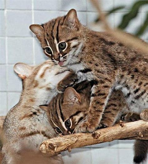 Worlds Smallest Wild Cats Rusty Spotted Cats Make Appearance In Berlin Love Meow