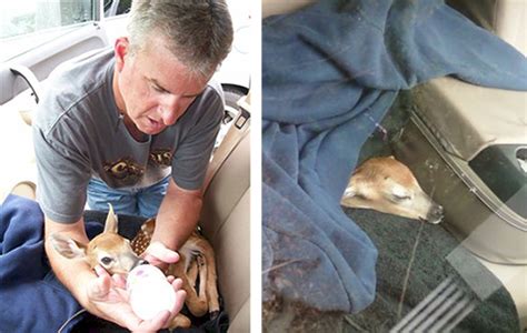 Saving Bambi Orphaned Fawn Rescued Along Transco Pipeline Pipe Up