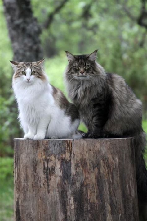 Carolina On Twitter Norwegian Forest Cat Forest Cat