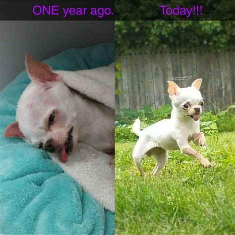 December 5, 2013 off by lisa. CHOWDER: Soup of the Week; One Year Ago Today... : Chihuahua