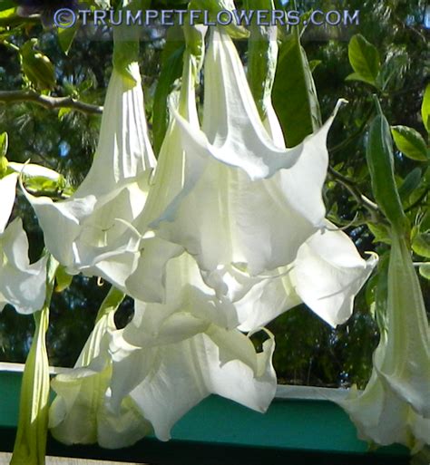 ∼brugmansia Supernova Photo Gallery