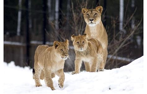 Snow Animals Lions Info And Pictures All Wildlife Photographs