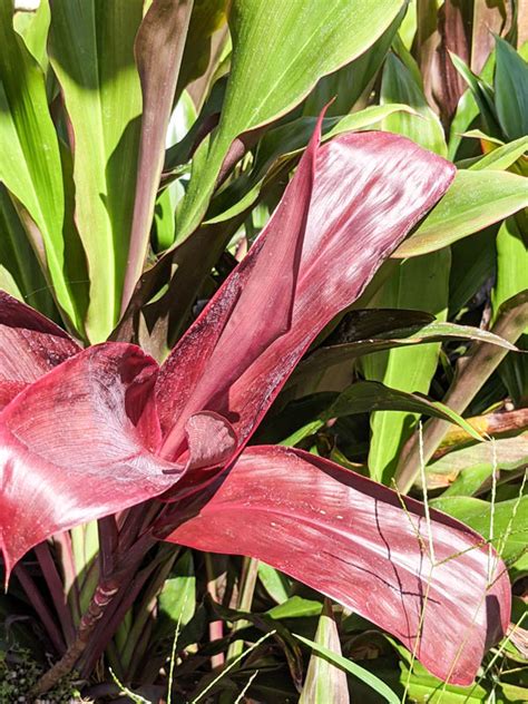 Purple Giant Hawaiian Ti Plant Cordyline Urban Tropicals