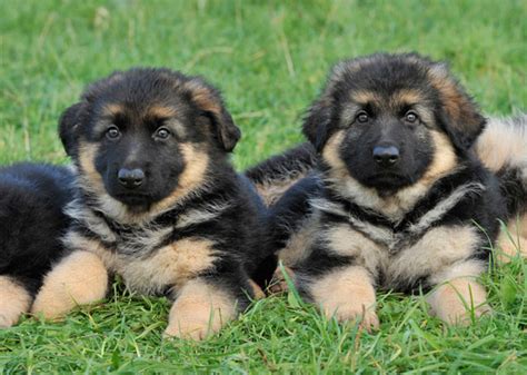 The 10 Cutest Puppy Breed Photos Weve Ever Seen