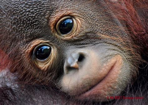 Wik Astutik Orangutan Infant Adoption Cute