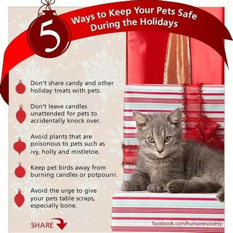Annies Home Protect Your Pets During Holiday Season