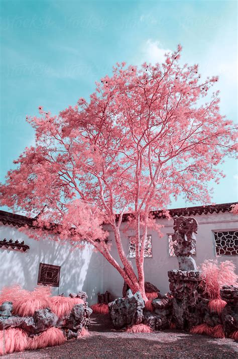 Suzhou Gardens Infrared Photography By Stocksy Contributor Zheng