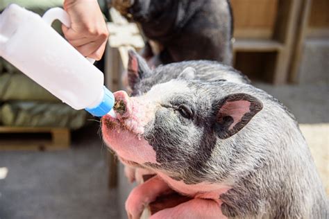 Feeding Milk To Baby Pig Stock Photo Download Image Now Istock