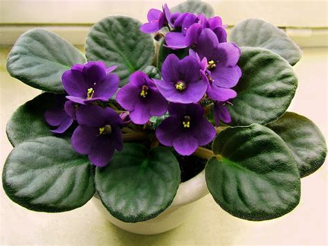 Purple African Violet Flower Hd Wallpaper Wallpaper Flare