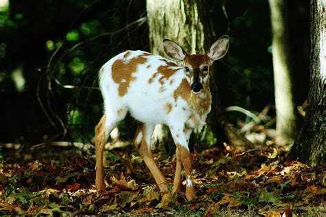 Piebald Whitetail Fawn Photograph By Charles Ray Fine Art America