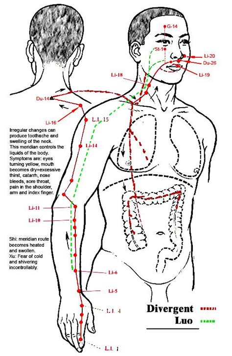 5 grounding poses for transitions. Large Intestine with Divergent Luo | Meridian Charts ...