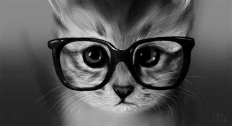 47 Cat With Glasses Wallpaper Wallpapersafari