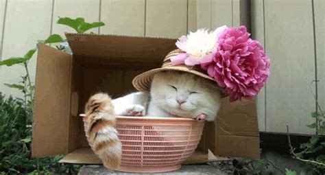 Cat With Flowers S Find And Share On Giphy