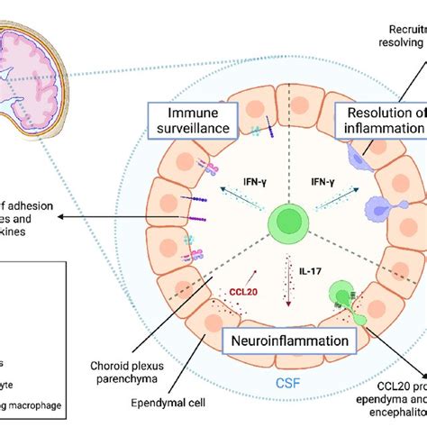 T Helper Cells Regulate Choroid Plexus Function Through Cytokine
