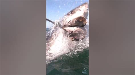 Great White Shark Spyhopping Youtube