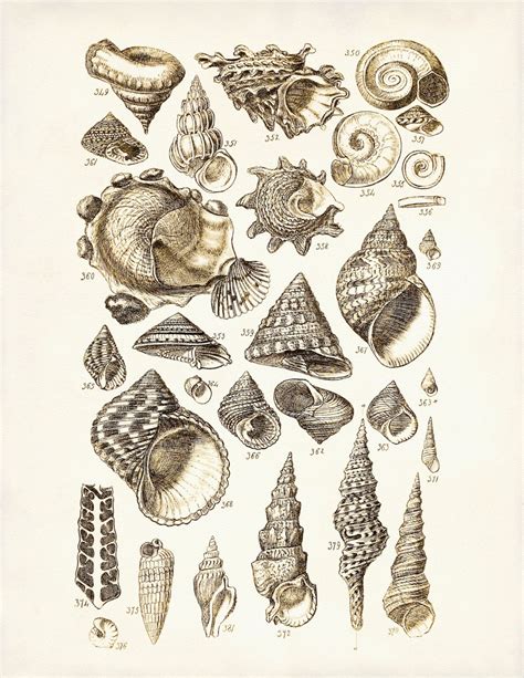 Seashells Poster 2 Seashells Art Print Beach By Adamsaleartprints Kunst
