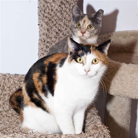 Calico Ginger And Dilute Tortie Antonella Cat Cats Tags Flickr